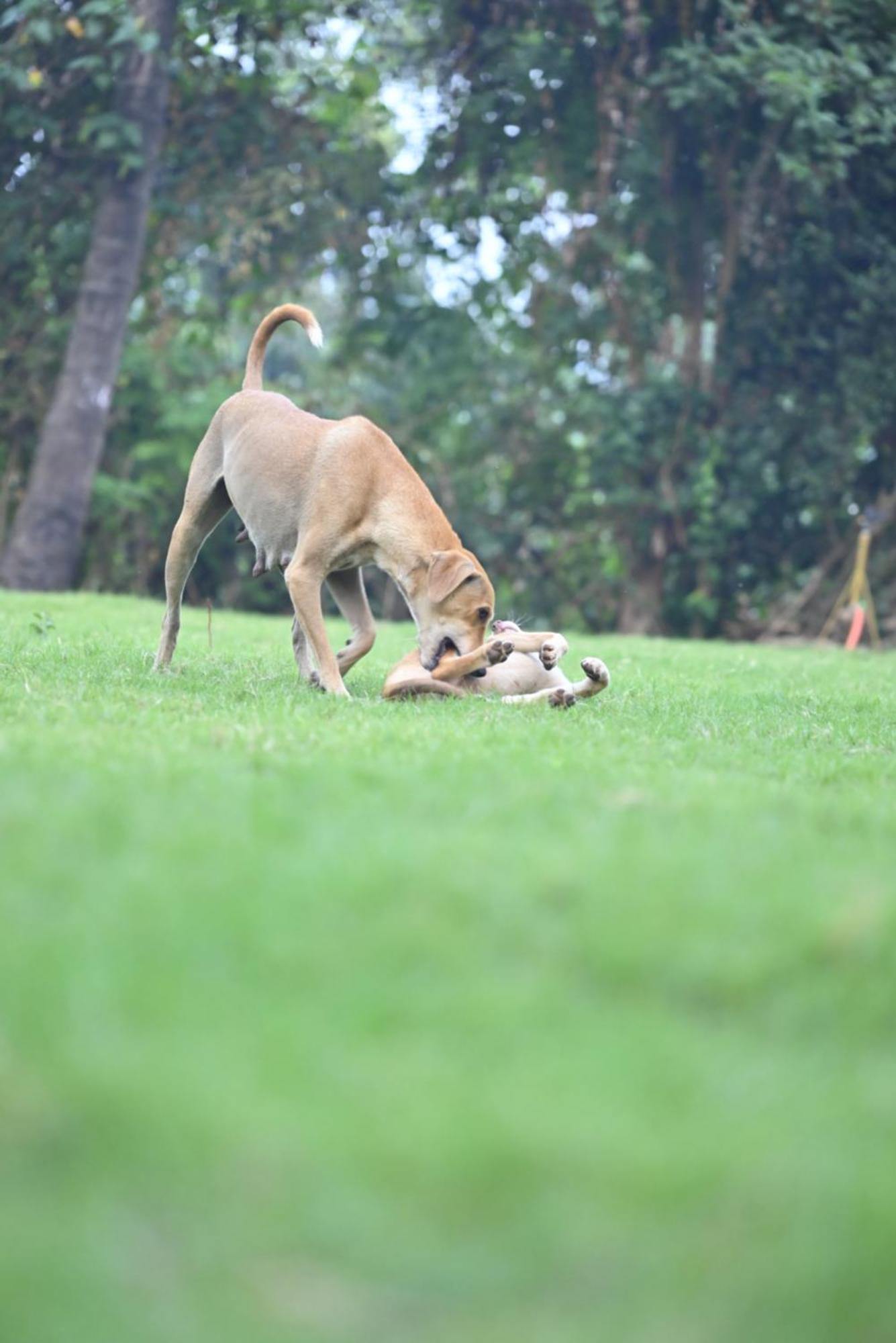 Amee'S Retreat Hotel Diveagar Luaran gambar